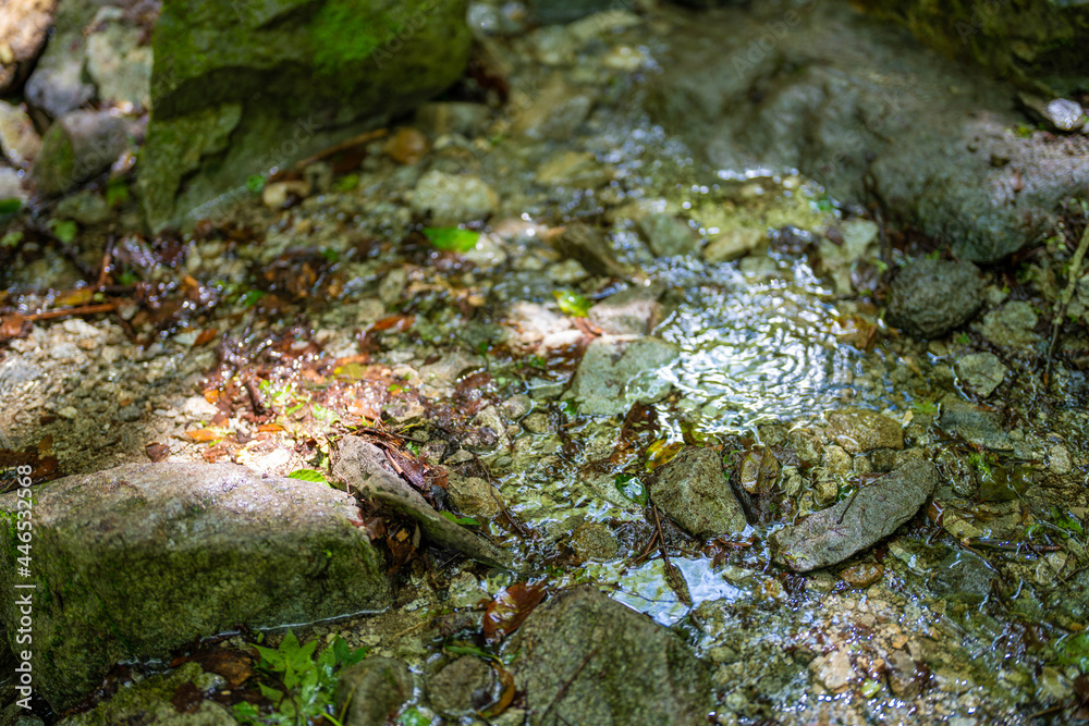 Fototapeta premium 檜洞丸の初夏の登山道の風景 Scenery of the Hinodomaru trail in early summer