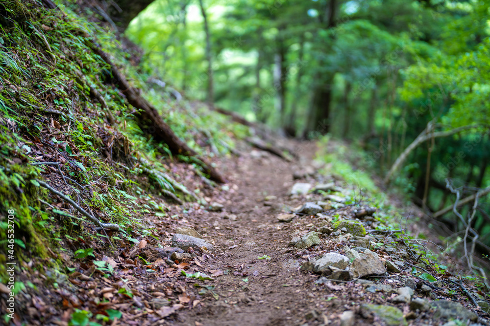 Obraz premium 檜洞丸の初夏の登山道の風景 Scenery of the Hinodomaru trail in early summer