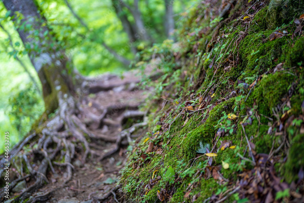檜洞丸の初夏の登山道の風景 Scenery of the Hinodomaru trail in early summer 檜洞丸の初夏の登山道の風景 Scenery of the Hinodomaru trail in early summer