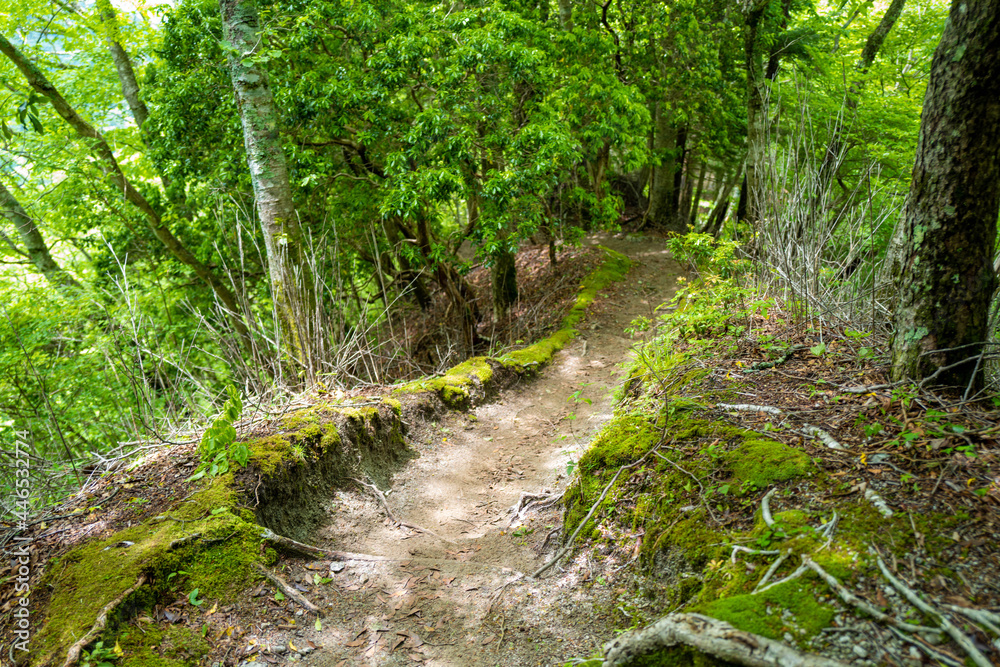 檜洞丸の初夏の登山道の風景 Scenery of the Hinodomaru trail in early summer 檜洞丸の初夏の登山道の風景 Scenery of the Hinodomaru trail in early summer