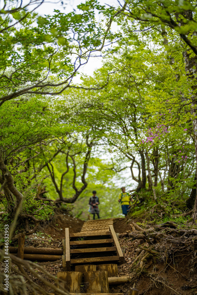 檜洞丸の初夏の登山道の風景 Scenery of the Hinodomaru trail in early summer 檜洞丸の初夏の登山道の風景 Scenery of the Hinodomaru trail in early summer