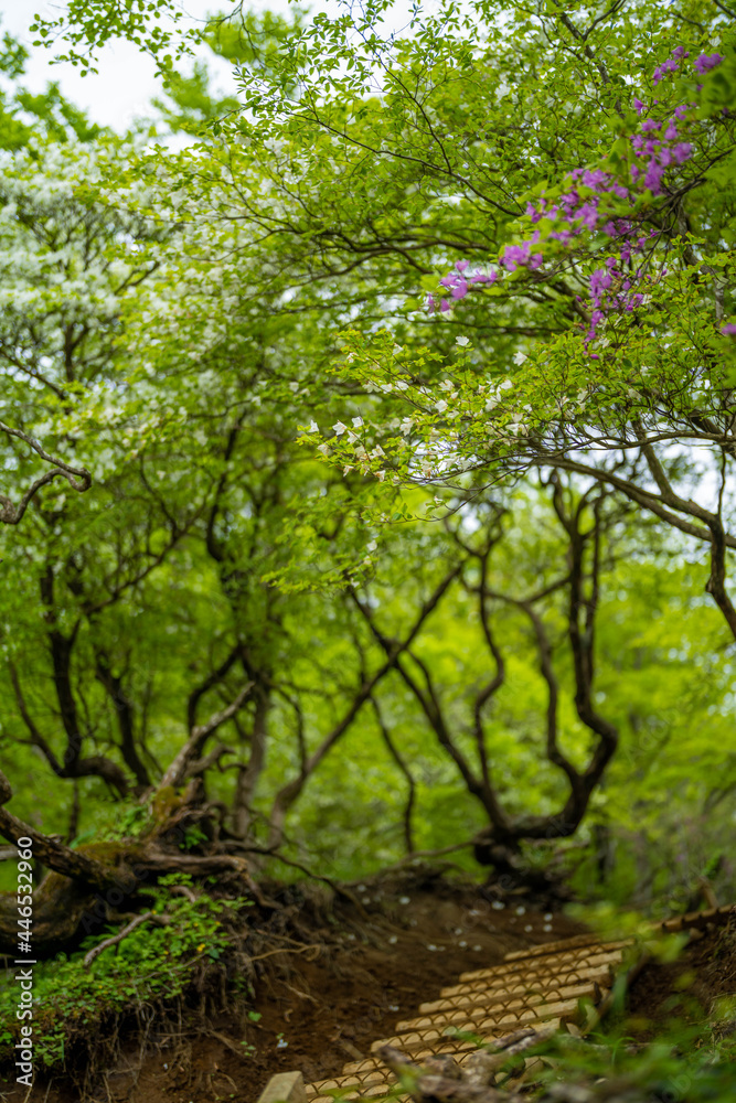 檜洞丸の初夏の登山道の風景 Scenery of the Hinodomaru trail in early summer 檜洞丸の初夏の登山道の風景 Scenery of the Hinodomaru trail in early summer