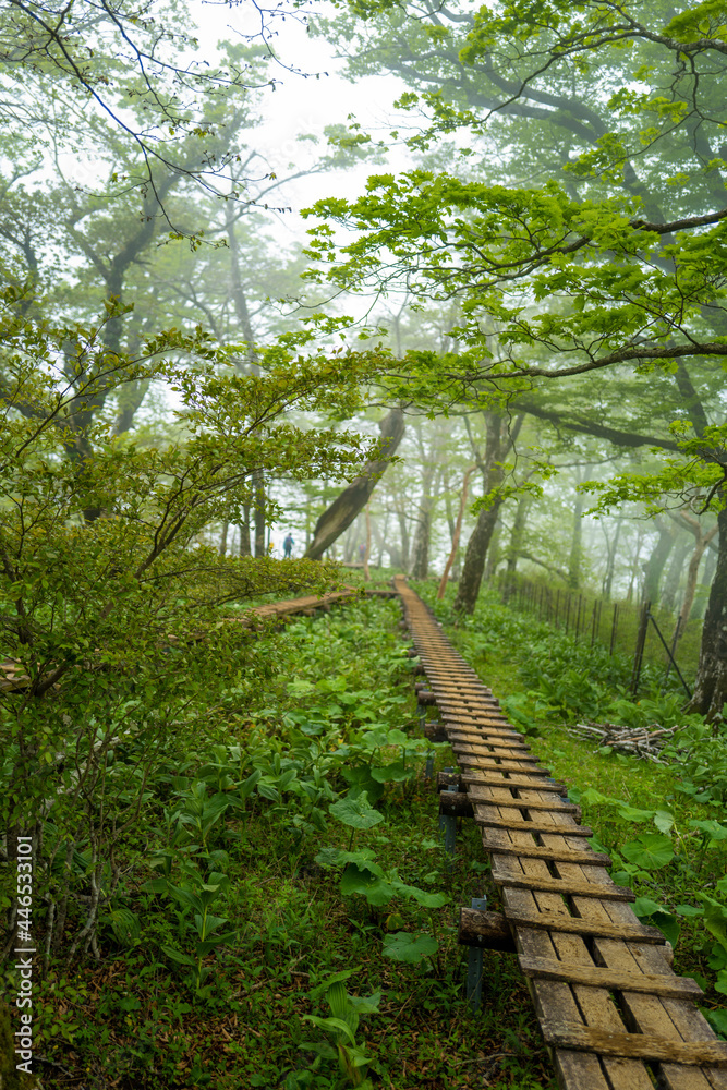 檜洞丸の初夏の登山道の風景 Scenery of the Hinodomaru trail in early summer