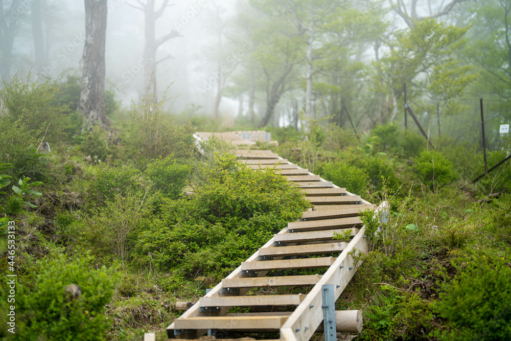 Obraz premium 檜洞丸の初夏の登山道の風景 Scenery of the Hinodomaru trail in early summer