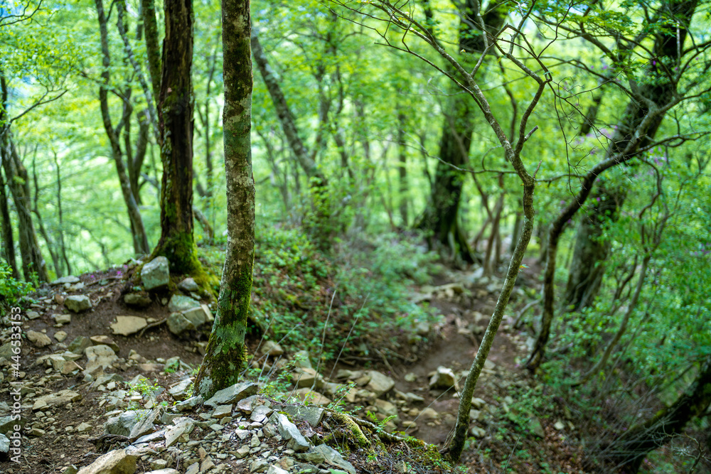檜洞丸の初夏の登山道の風景 Scenery of the Hinodomaru trail in early summer 檜洞丸の初夏の登山道の風景 Scenery of the Hinodomaru trail in early summer