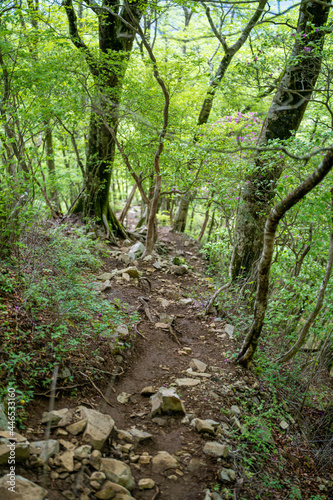                                         Scenery of the Hinodomaru trail in early summer
