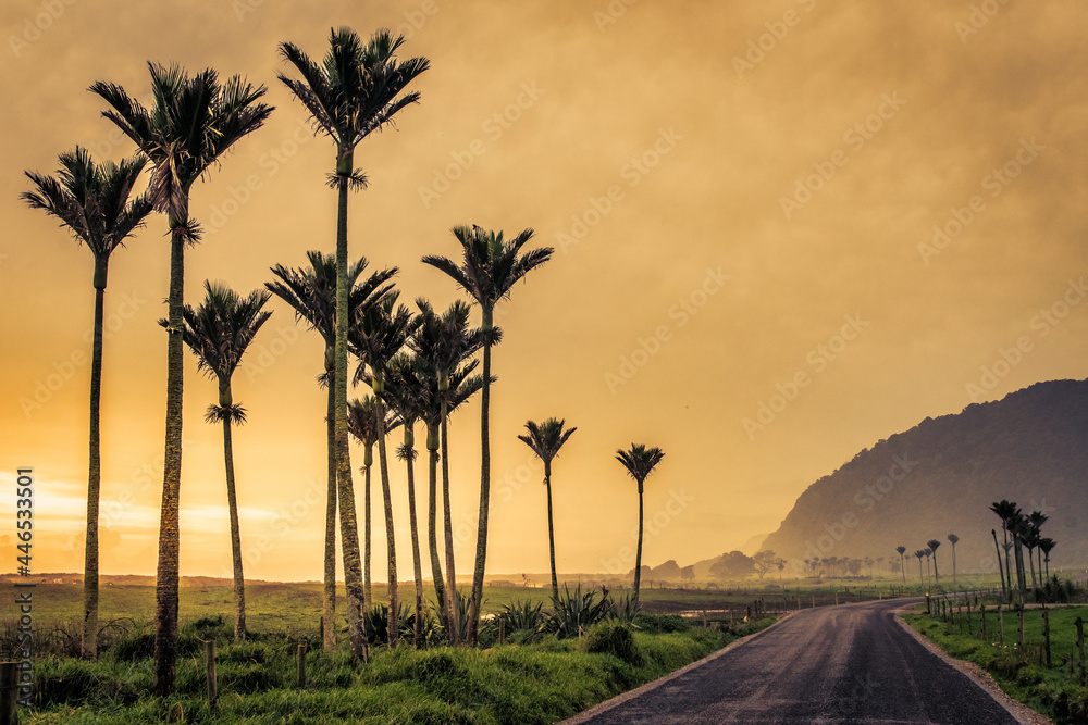 Group of tall Nikau Palm trees on a misty sunset evening on Kohaihia Road on the South Island West Coast between Karamea and the Heaphy track car park