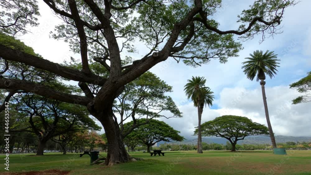 Clean park trees with slight breeze in Waikiki Oahu Hawaii. Clean park trees with slight breeze in Waikiki Oahu Hawaii.