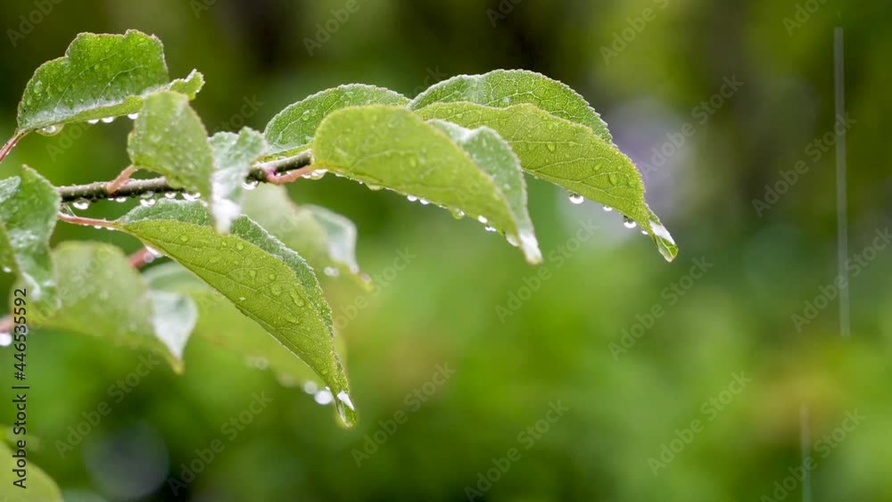 Summer rain hanging leaves covered with crystal clear drops of water Summer rain hanging leaves covered with crystal clear drops of water