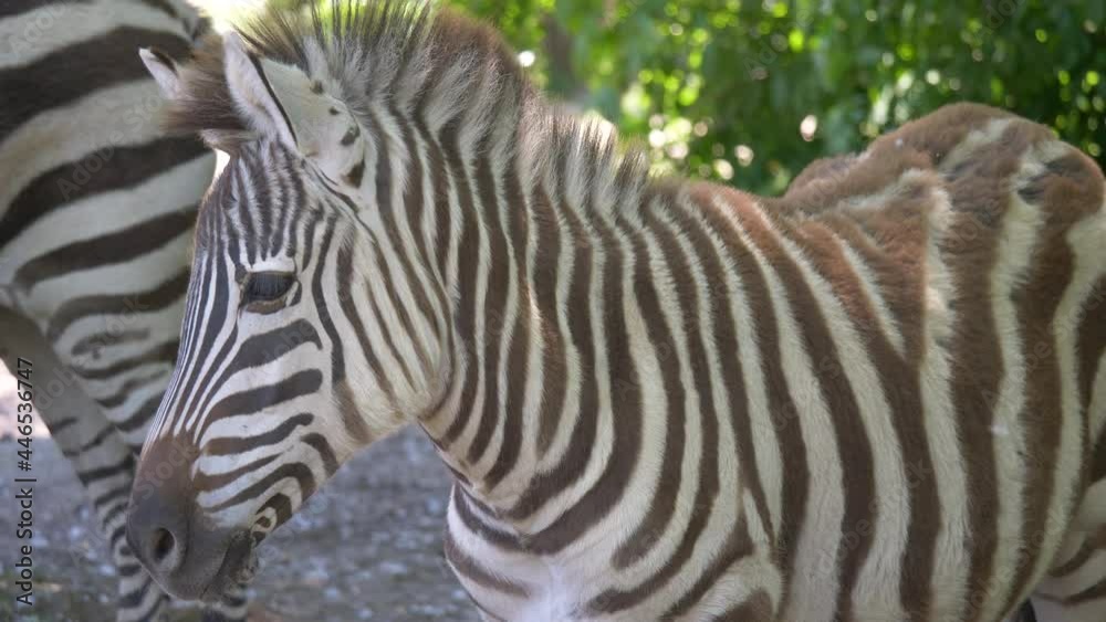Sweet young striped zebra resting with family outdoors in nature during hot summer day,close up Sweet young striped zebra resting with family outdoors in nature during hot summer day,close up