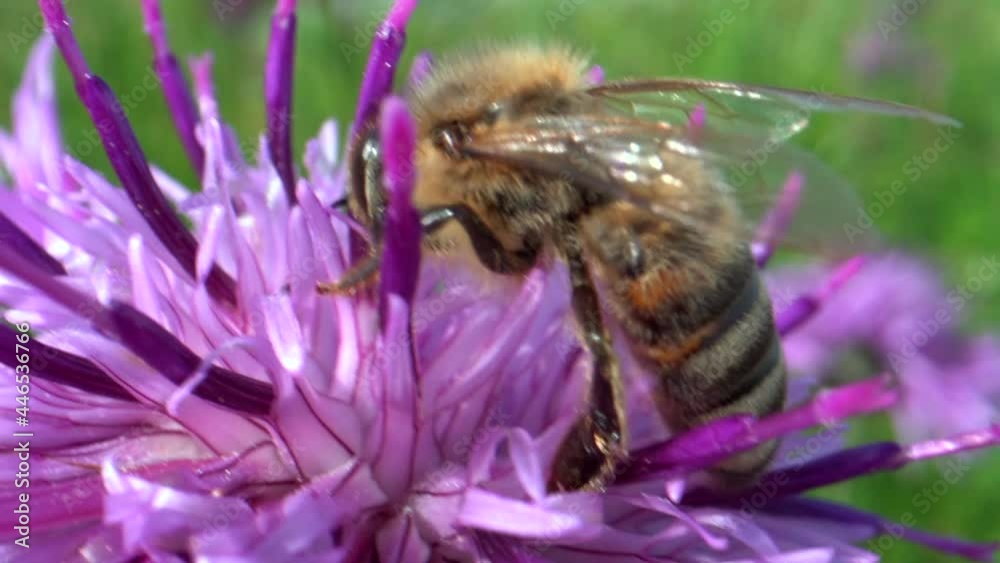 Macro shot of wild bee collecting pollen in sweet violet flower during springtime. Macro shot of wild bee collecting pollen in sweet violet flower during springtime.