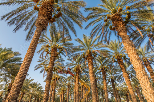 Plantation of ripening date palms and special maintenance with technical supports  desert agriculture industry in the Middle East