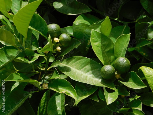 Unripe lemons, or Citrus limon, on a tree