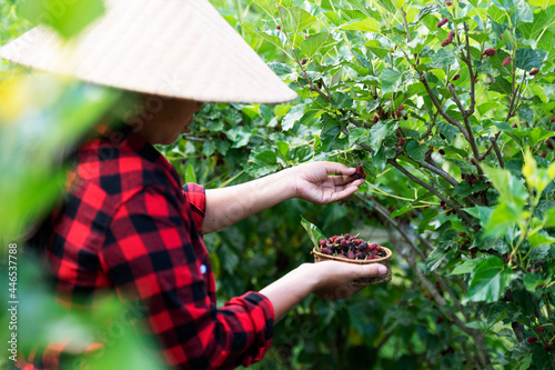 Mulberry with farmer's hand and fruit Making mulberry beer with Thai farmers in Asia