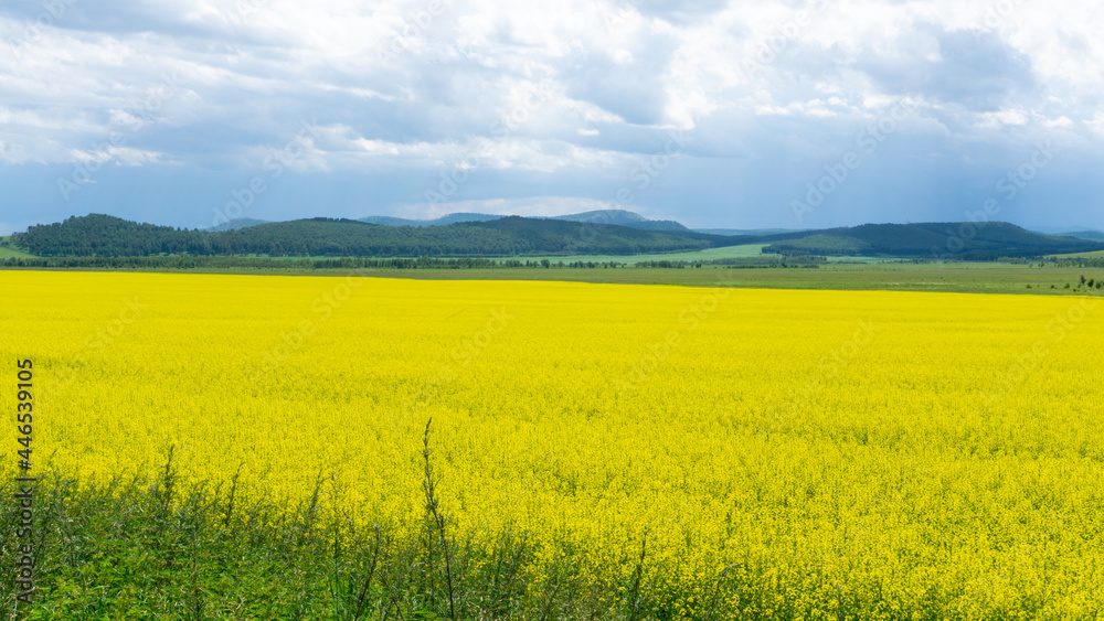 Yellow fields of flowering rapeseed, green meadows and trees, blue sky. Agricultural machinery in the distance. Rural scene