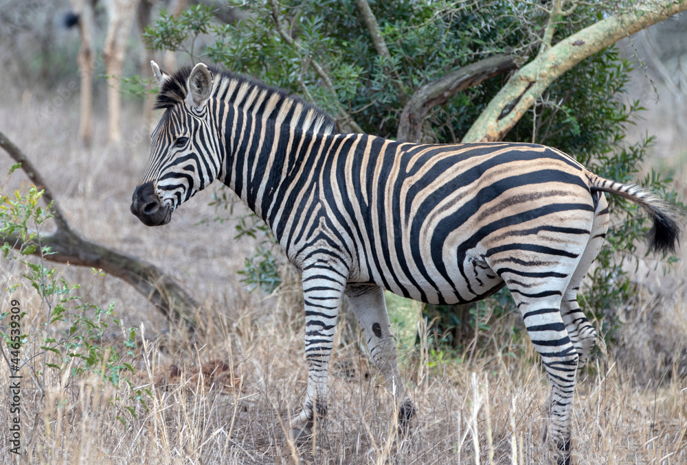 Obraz premium Young Zebra stallion [equus quagga] near a tree with a giraffe in the background in Africa