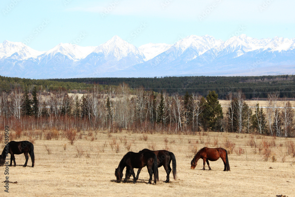 Obraz premium three black and one bay horse graze in a meadow with dry grass on a blurry background of green trees and snowy mountain ranges