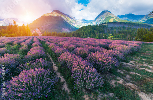 Violet lavender field in Provence. Lavanda officinalis