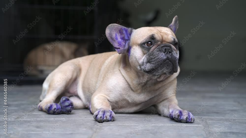 Dog with symptoms of skin disease applied with Gentian Violet to ears