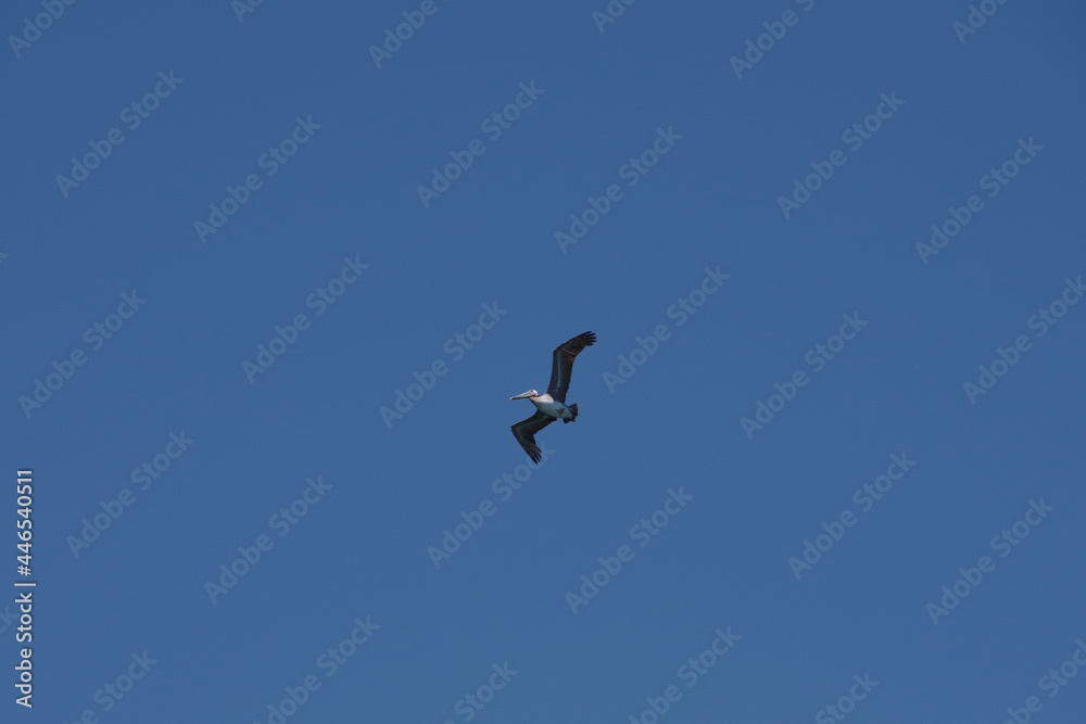 A brown pelican flying high in the California blue sky