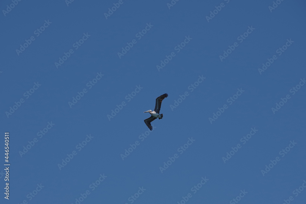 A brown pelican flying high in the California blue sky A brown pelican flying high in the California blue sky