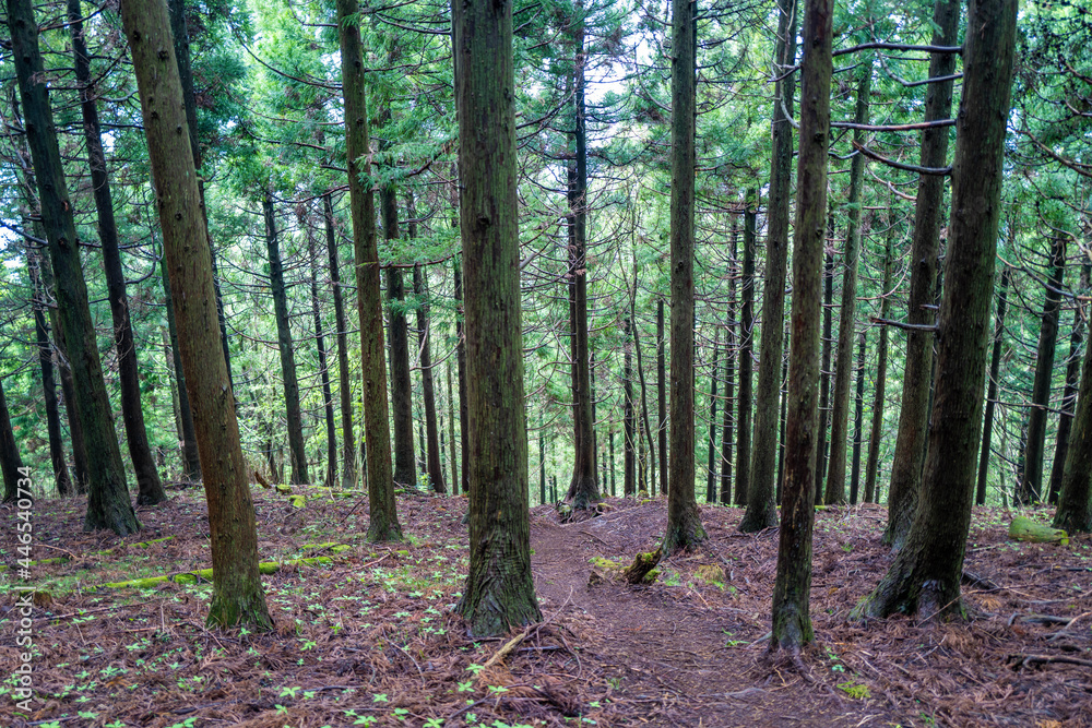 Naklejka premium 愛鷹山黒岳の初夏の登山道の風景 View of the trail in early summer at Mount Ashitaka Kurodake