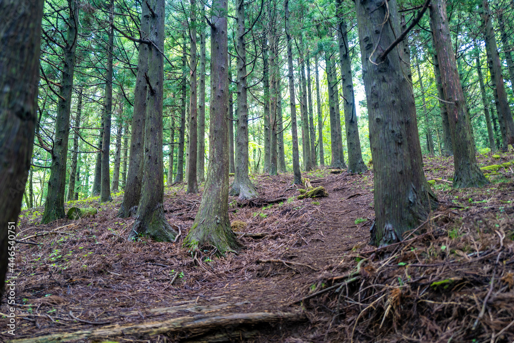 愛鷹山黒岳の初夏の登山道の風景 View of the trail in early summer at Mount Ashitaka Kurodake 愛鷹山黒岳の初夏の登山道の風景 View of the trail in early summer at Mount Ashitaka Kurodake