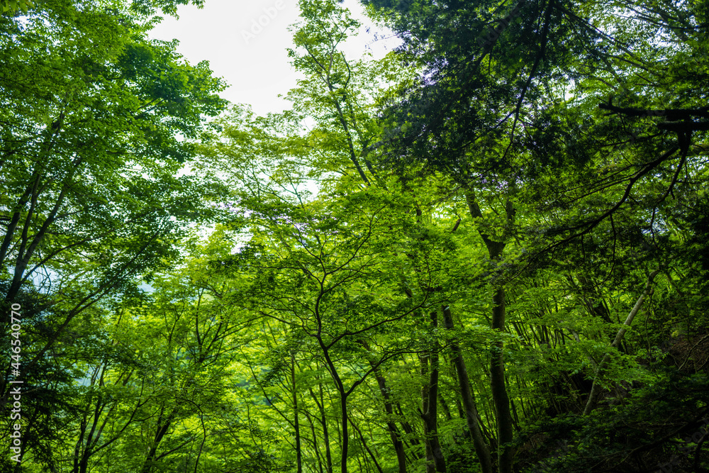 愛鷹山黒岳の初夏の登山道の風景 View of the trail in early summer at Mount Ashitaka Kurodake 愛鷹山黒岳の初夏の登山道の風景 View of the trail in early summer at Mount Ashitaka Kurodake