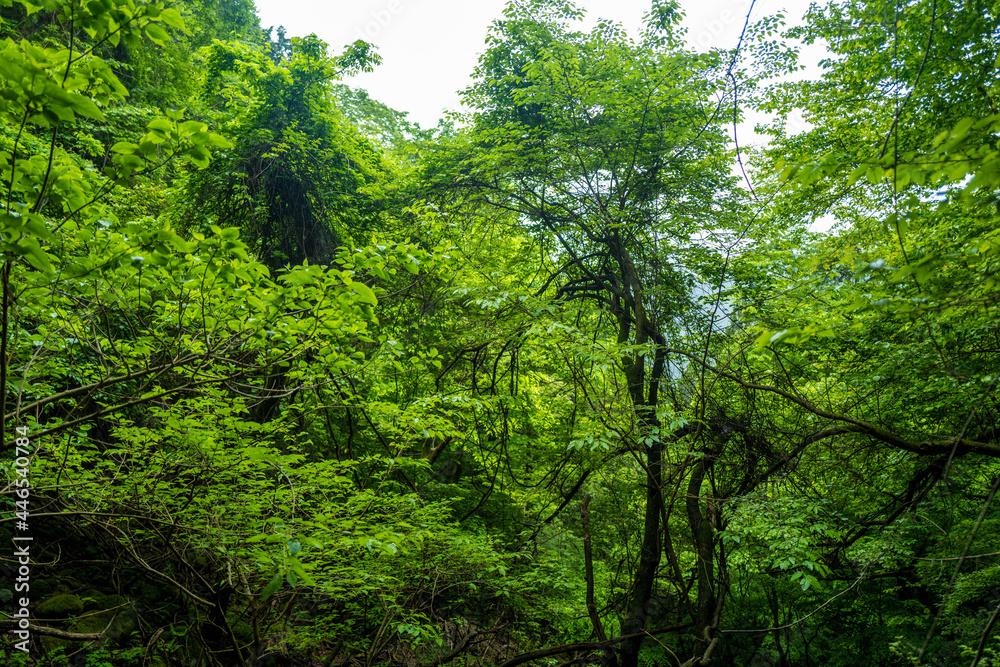 愛鷹山黒岳の初夏の登山道の風景 View of the trail in early summer at Mount Ashitaka Kurodake