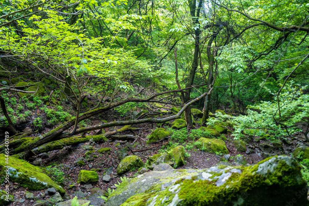 Obraz premium 愛鷹山黒岳の初夏の登山道の風景 View of the trail in early summer at Mount Ashitaka Kurodake