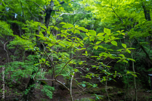 愛鷹山黒岳の初夏の登山道の風景 View of the trail in early summer at Mount Ashitaka Kurodake