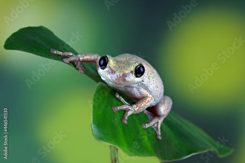 australian little frog litoria rubella