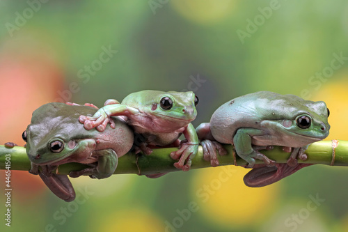 tree frog sitting on branch, dumpy frog close-up