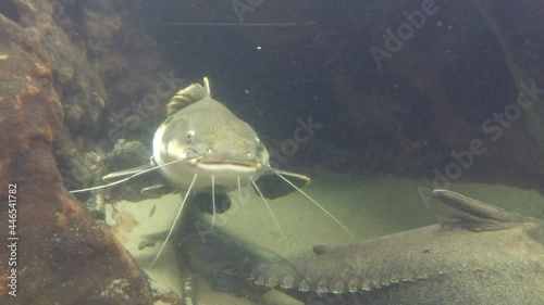 Amazon dorado catfish giant lurks in the shadows. photo