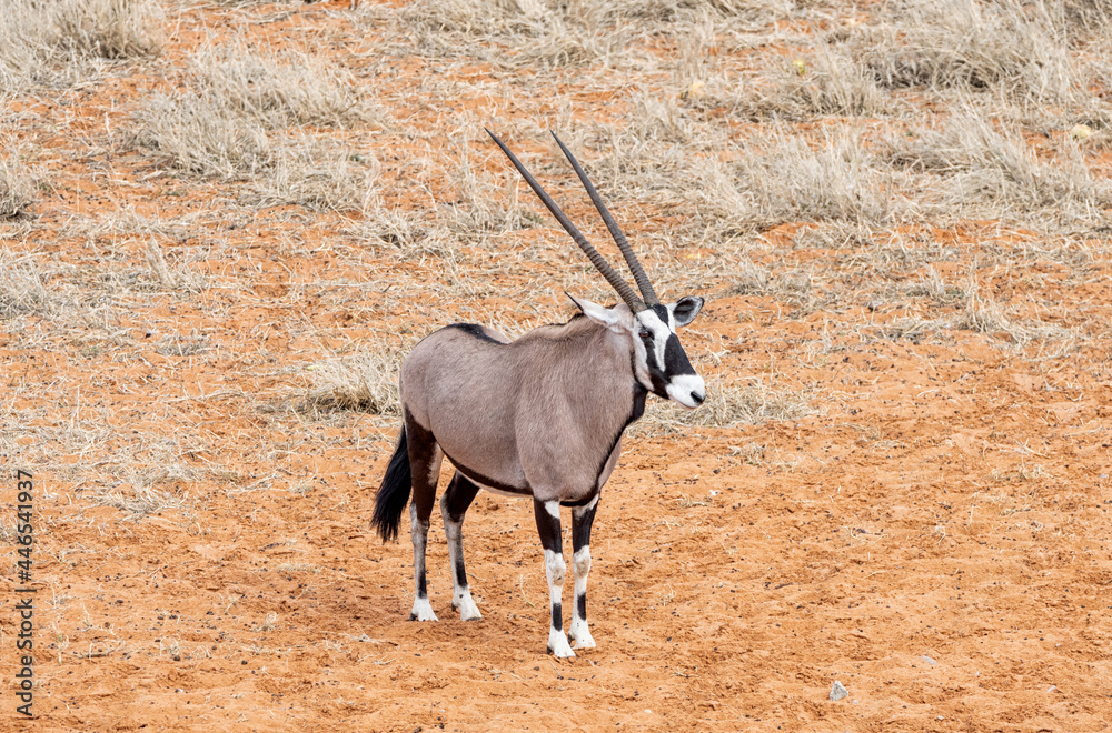Gemsbok Antelope Gemsbok Antelope