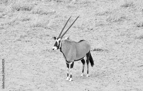 Gemsbok Antelope