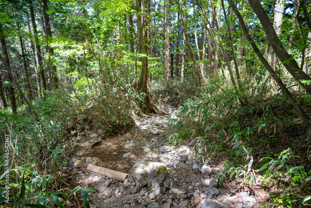 金時山の初夏の登山道の風景 A view of the trail in early summer at Mount Kintoki 金時山の初夏の登山道の風景 A view of the trail in early summer at Mount Kintoki