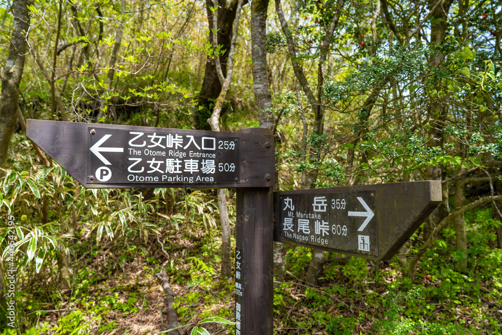 金時山の初夏の登山道の風景 A view of the trail in early summer at Mount Kintoki