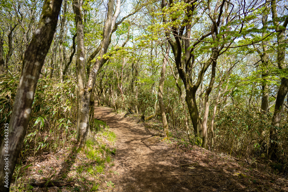 金時山の初夏の登山道の風景 A view of the trail in early summer at Mount Kintoki 金時山の初夏の登山道の風景 A view of the trail in early summer at Mount Kintoki