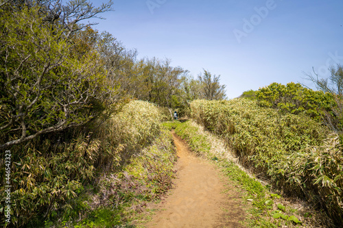 金時山の初夏の登山道の風景 A view of the trail in early summer at Mount Kintoki © HelloUG