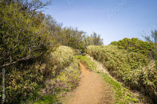 金時山の初夏の登山道の風景 A view of the trail in early summer at Mount Kintoki