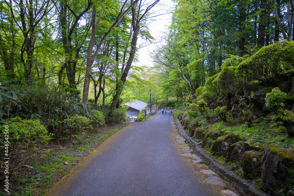 金時山の初夏の登山道の風景 A view of the trail in early summer at Mount Kintoki 金時山の初夏の登山道の風景 A view of the trail in early summer at Mount Kintoki