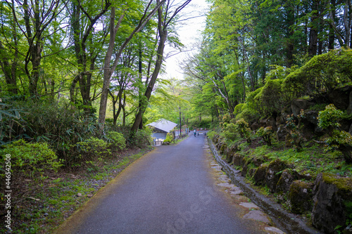                                         A view of the trail in early summer at Mount Kintoki