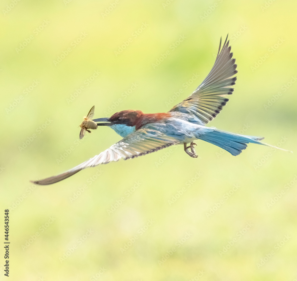 Fototapeta premium bee eater bird flying