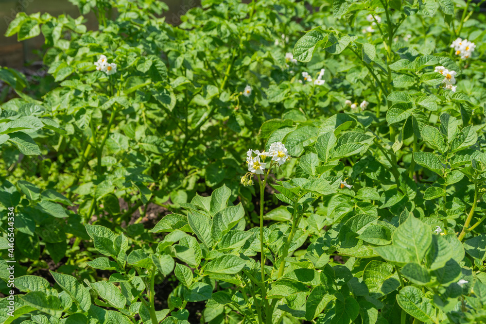 Rows of young potatoes with white flowers grow in the field. Blooming potatoes in summer Rows of young potatoes with white flowers grow in the field. Blooming potatoes in summer