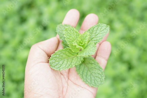 Hands touch kitchen mint, marsh mint or melissa officinalis trees