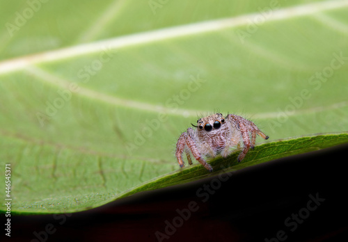 Jumping spider on green leaves , copy space for text.