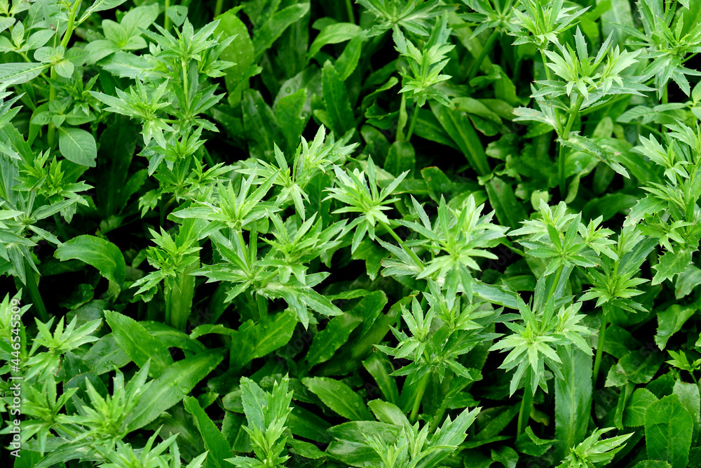 Stink Weed,Long coriander, Sawtooth coriander, Stink weed, Eryngium (Eryngium foetidum) in vegetable garden