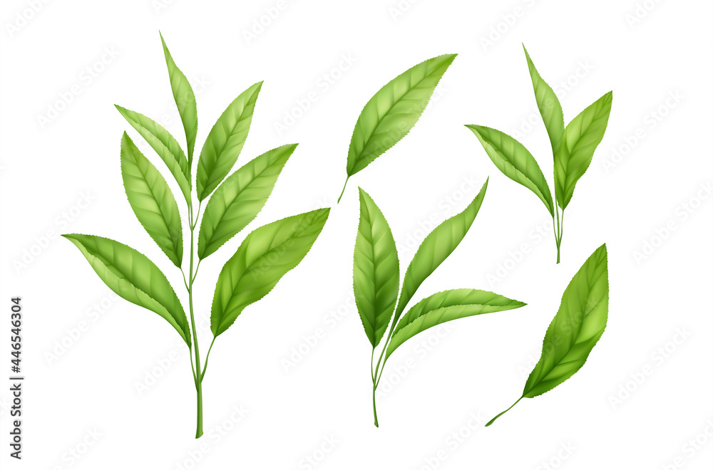 Set of realistic green tea leaves and sprouts isolated on white background. Sprig of green tea, tea leaf. Vector illustration
