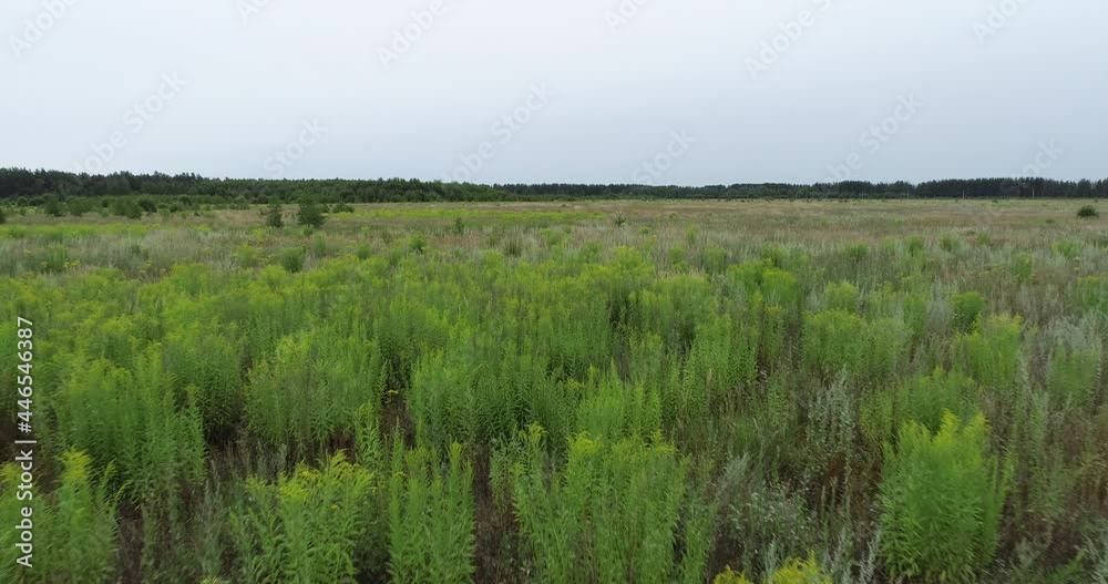 Flying over a field with wormwood with small islands of green plants with yellow flowers